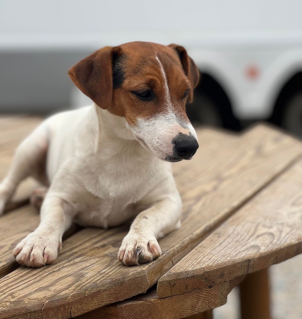 Les Jack Russell Terrier de l'affixe Des Niglots Du Gard