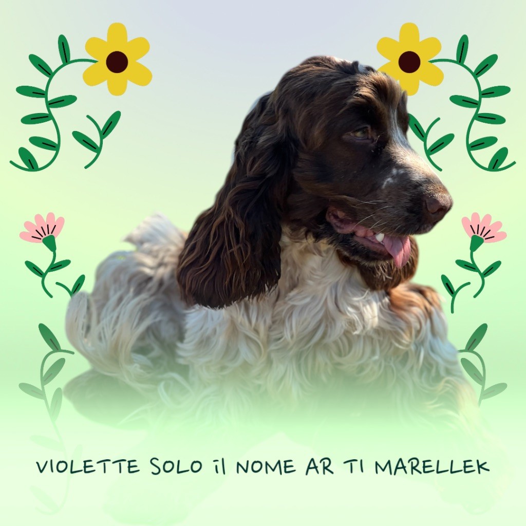 Violette solo il nome Ar Ti Marellek