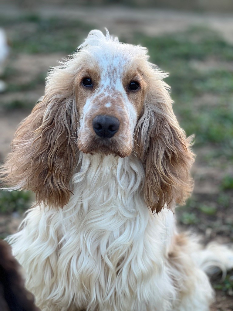 Les Cocker Spaniel Anglais de l'affixe Des Niglots Du Gard