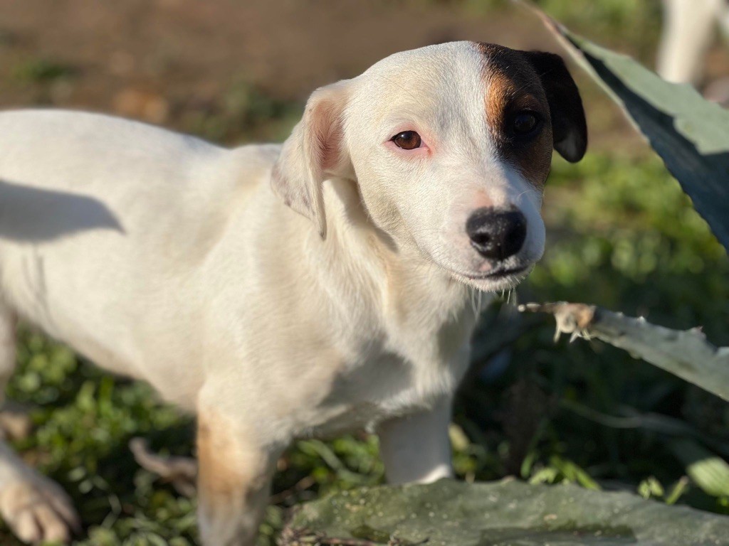 Uguette Des Terriers De La Rouge Ile