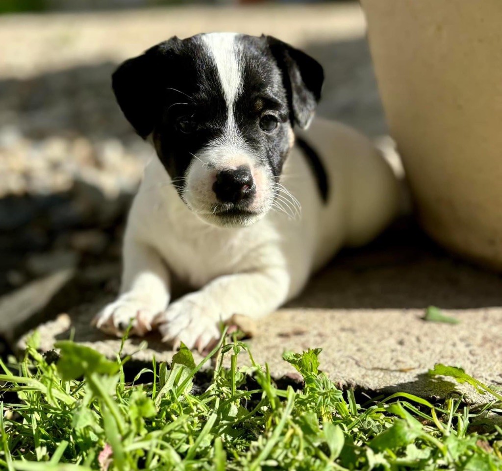 Vince ragazzino bianco nero du Jardin des Zouilles du Fresne