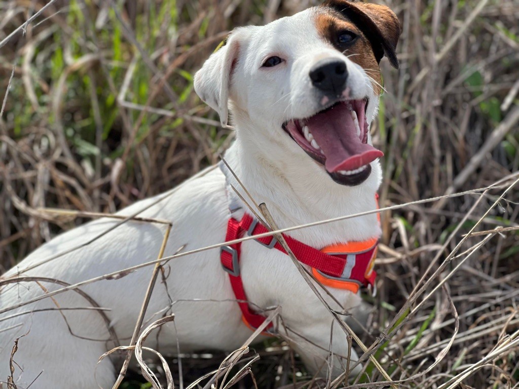 Uguette Des Terriers De La Rouge Ile