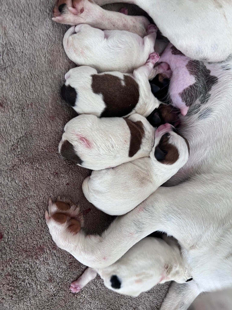 chiot Jack Russell Terrier Des Niglots Du Gard