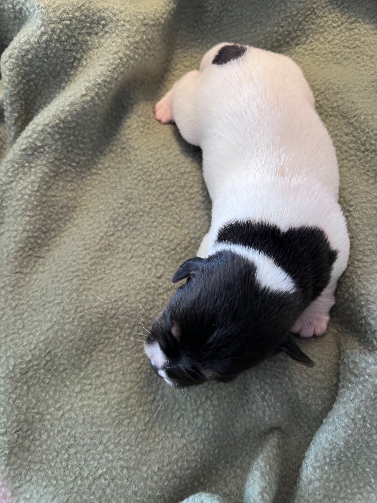 Des Niglots Du Gard - Chiot disponible  - Jack Russell Terrier