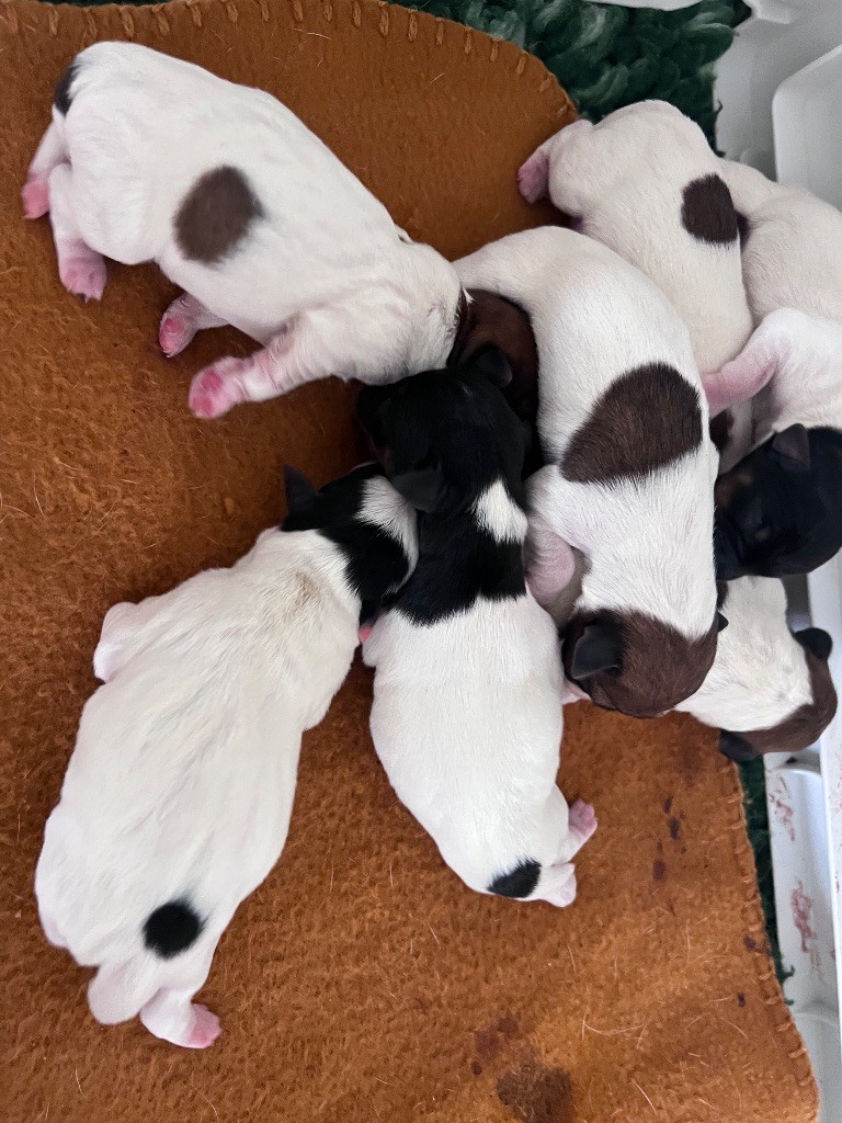 chiot Jack Russell Terrier Des Niglots Du Gard