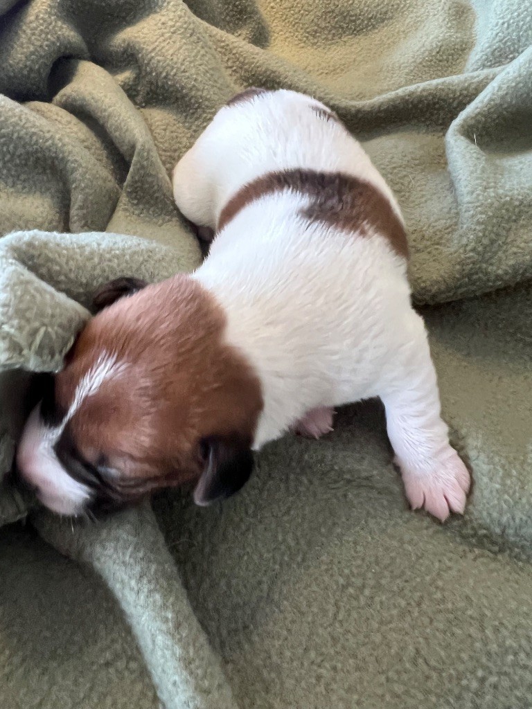 Des Niglots Du Gard - Chiot disponible  - Jack Russell Terrier