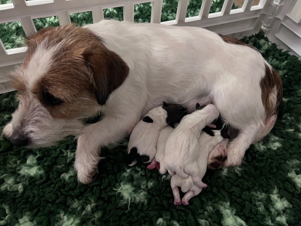 chiot Jack Russell Terrier Des Niglots Du Gard