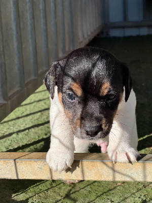 Des Niglots Du Gard - Jack Russell Terrier - Portée née le 16/10/2023