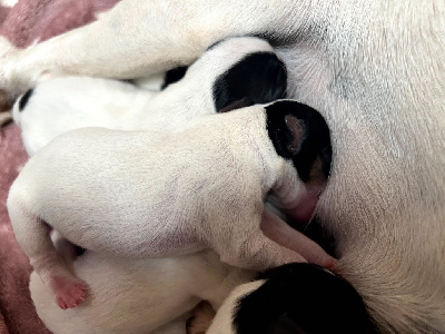 Des Niglots Du Gard - Jack Russell Terrier - Portée née le 16/10/2023