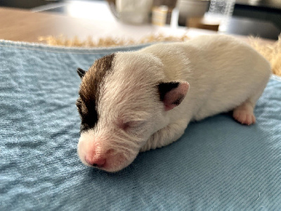 Des Niglots Du Gard - Jack Russell Terrier - Portée née le 19/10/2023