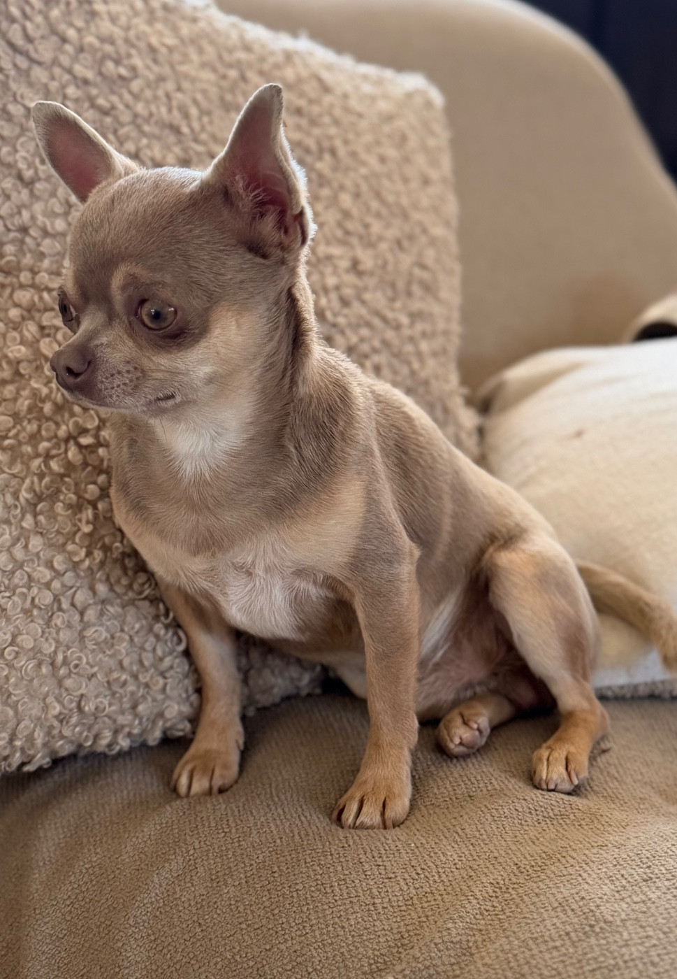 Vittorio mio amore De La Contrée Des Elfes