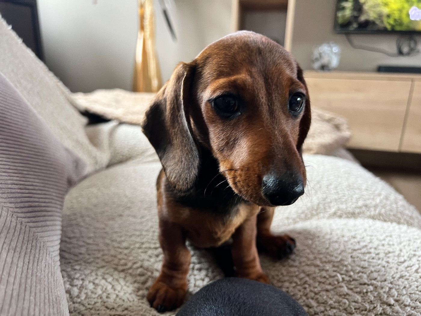 Ah voilà simone du sapin epineux