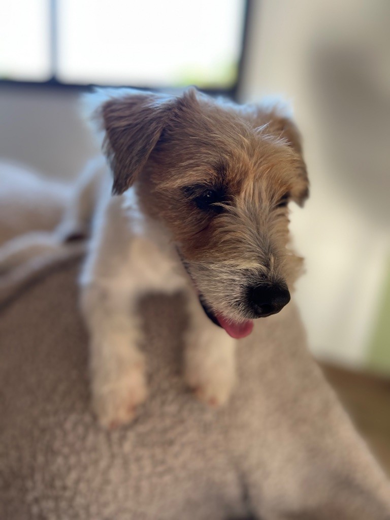 Vaya bella Des Niglots Du Gard