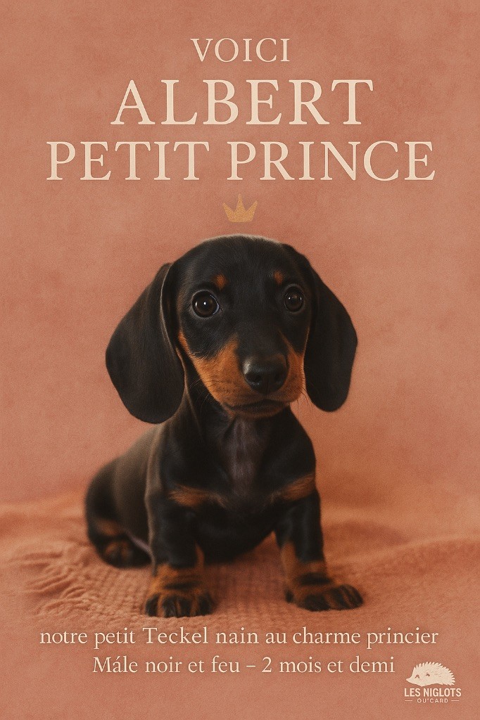 Gabéric's Albert petit prince