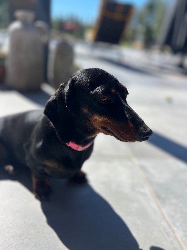 Vanille framboise Du Clos Des Bords De Mer