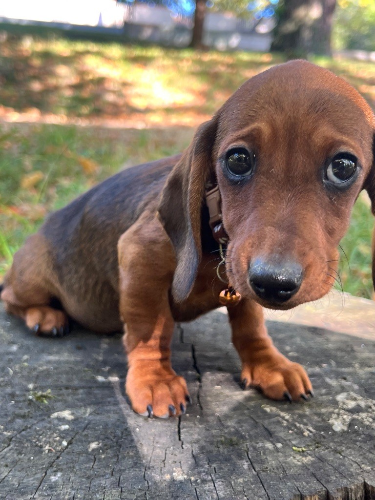 Ah voilà simone du sapin epineux
