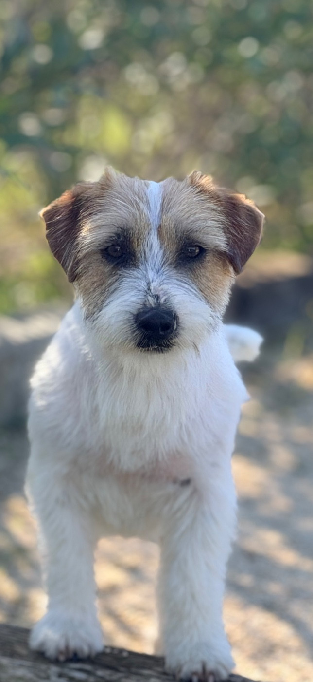 Apollo petite fusee du Domaine De Léon De La Seille