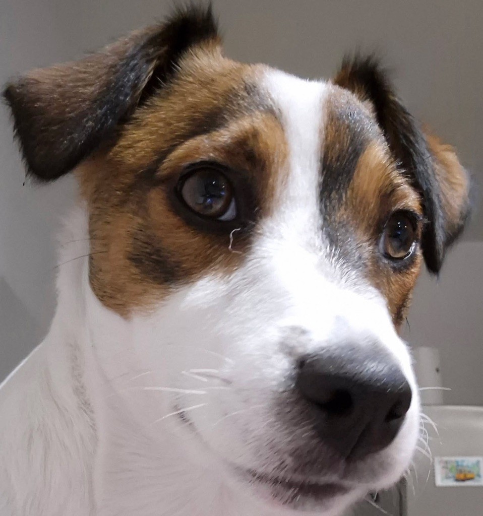 Vadrouille mon zouille Des Niglots Du Gard