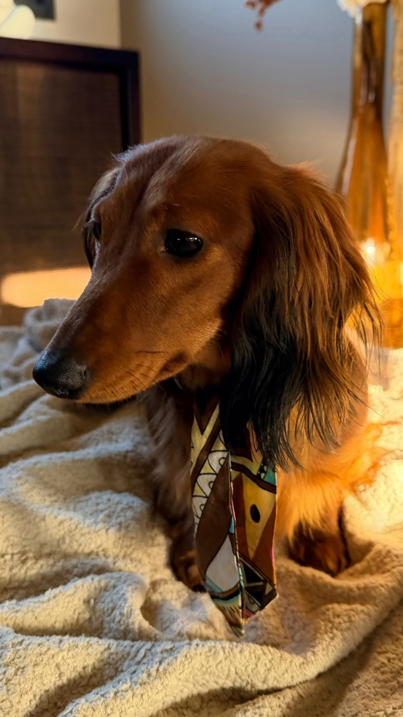 (Sans Affixe) ANEMONE