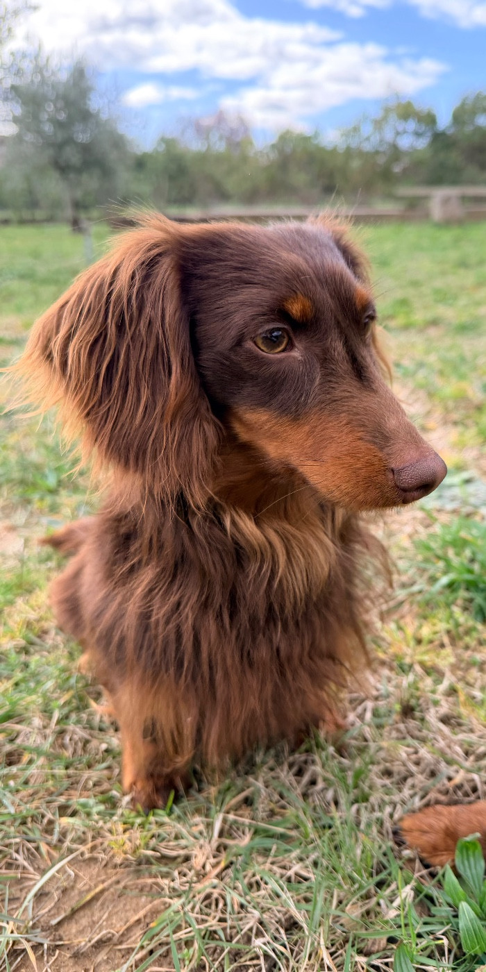 VOICI WOODY De L'étoile Du P'tit Berger