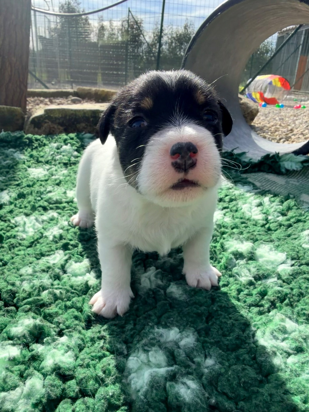 BELLA ITALIA Des Niglots Du Gard