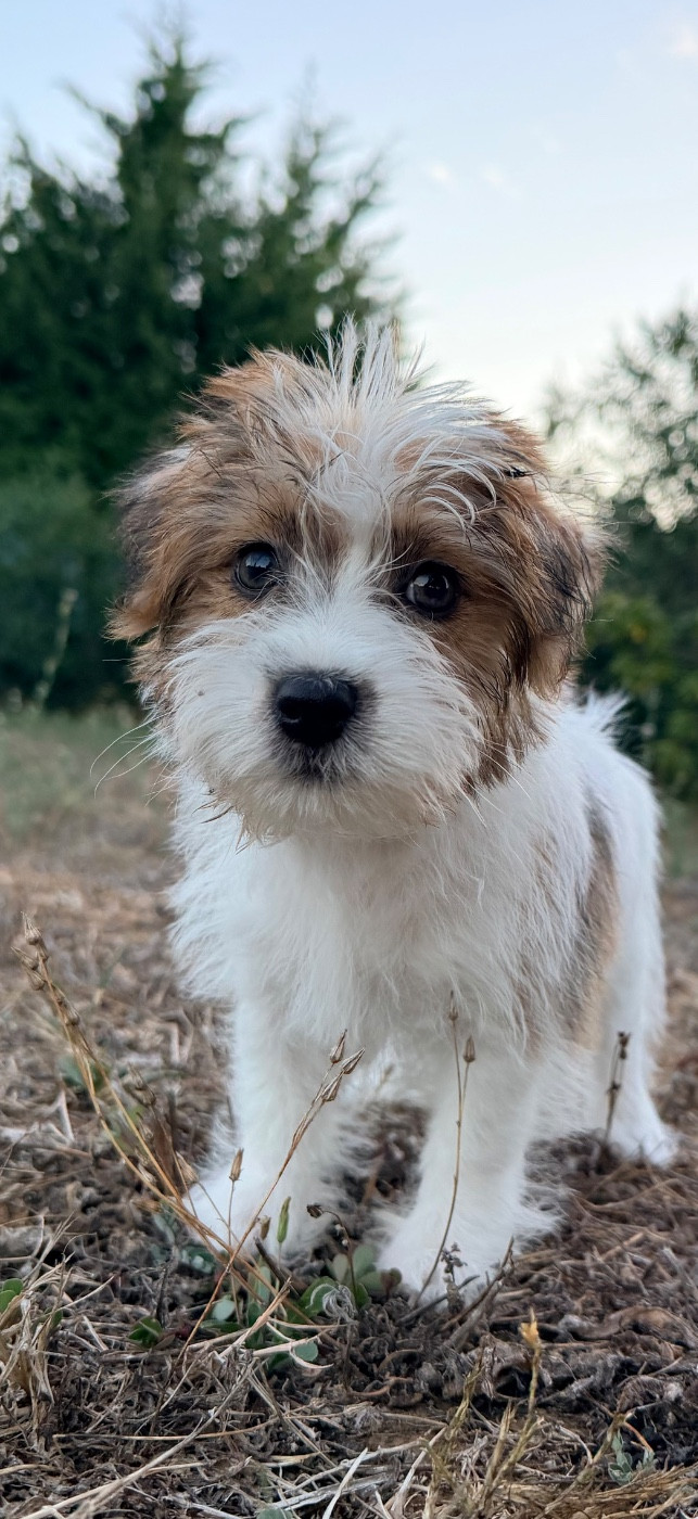 BELLISSIMO NINO Des Adrilines d'Opale