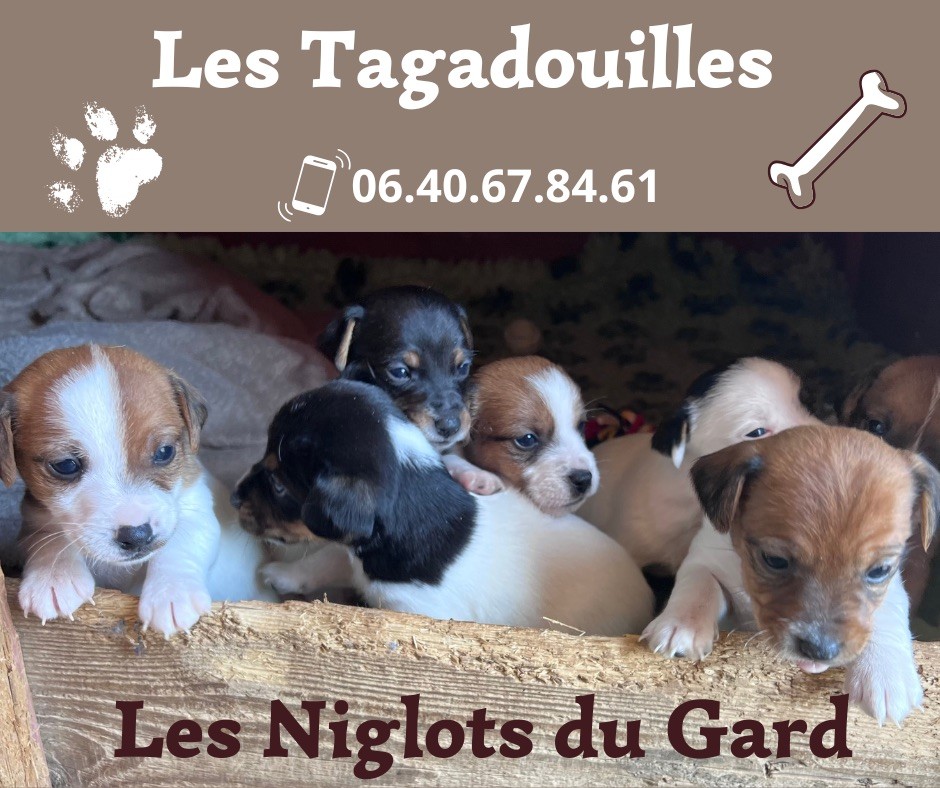 NAISSANCE DES BEBES DE TAGADA