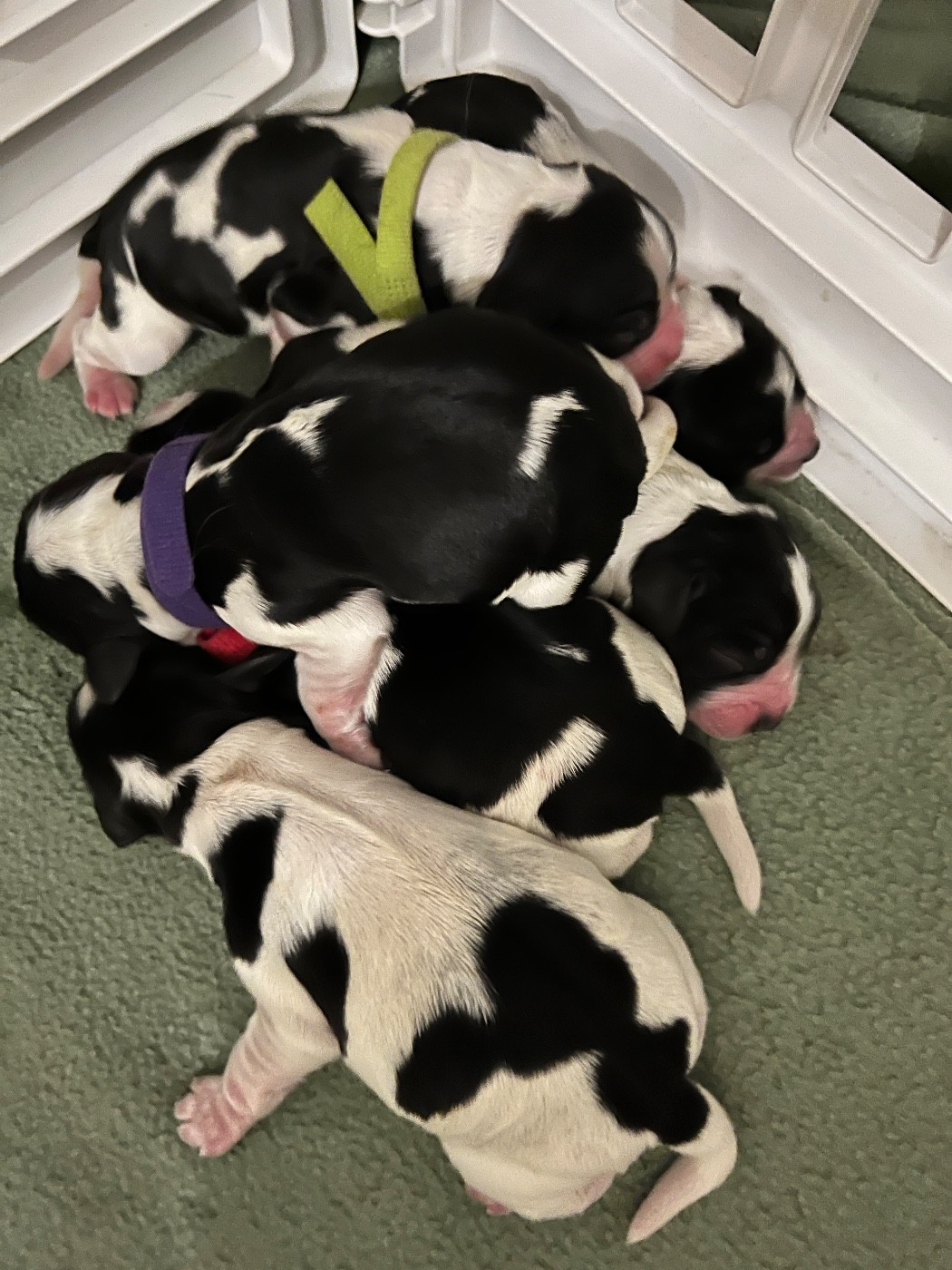 Les COCKINOUS sont arrivés