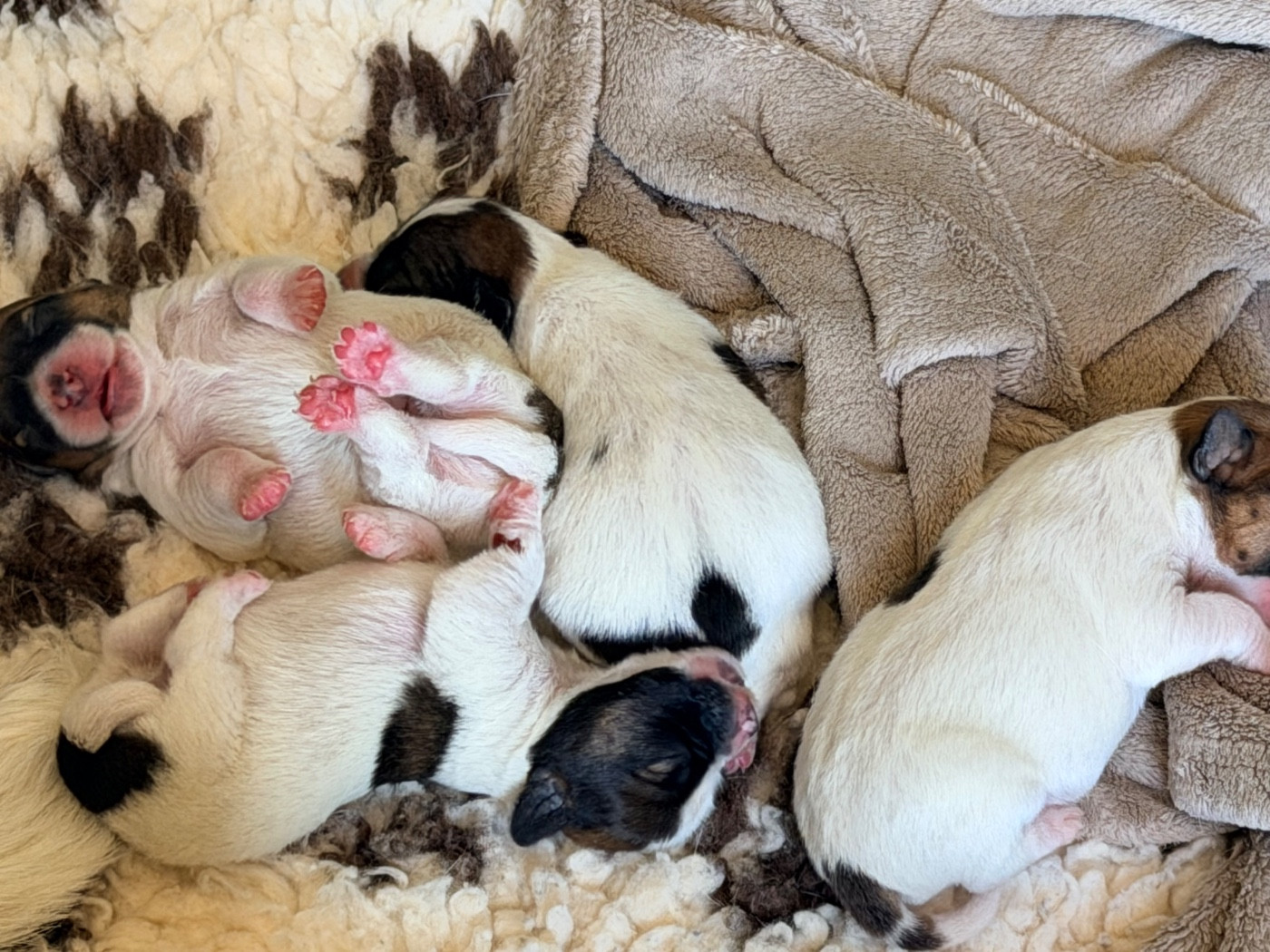 Les POILUS sont arrivés