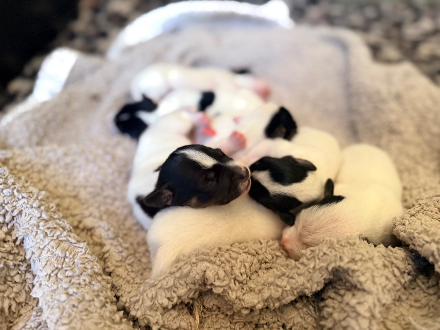 LES TAGADOUILLES sont bien arrivés