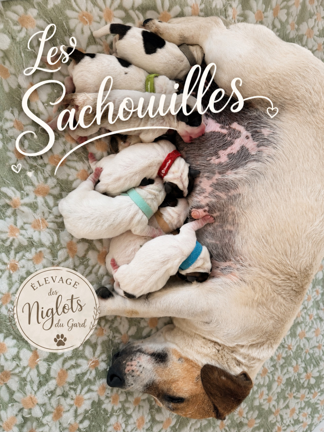 Des SACHOUILLES à l abordage