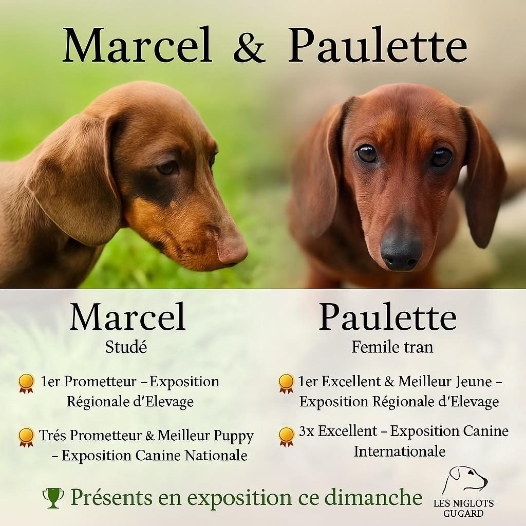 CONCOURS CE WEEK-END POUR 2 DE NOS TECKELS 