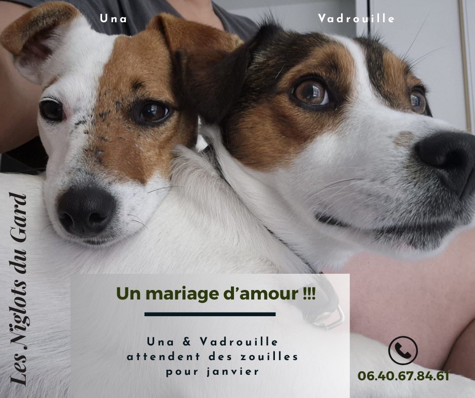 Des Niglots Du Gard - GESTATION EN COURS