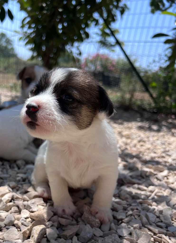 NAISSANCE DES SACHOUILLES LE 2 JUIN 2025