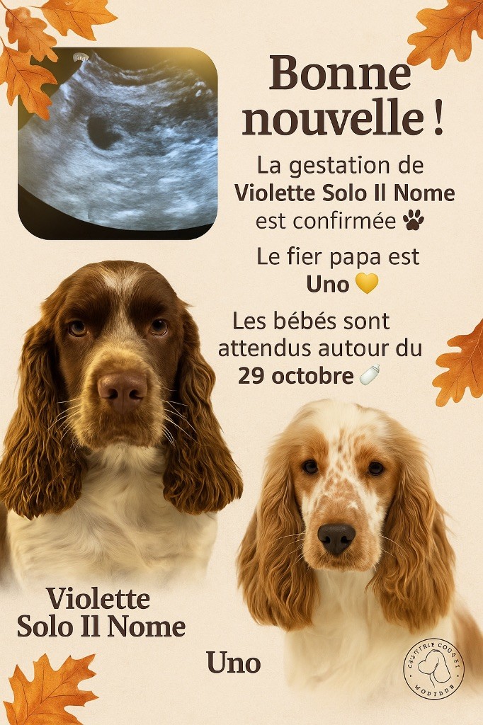 DES VIOLETTOUILLES POUR OCTOBRE 2025