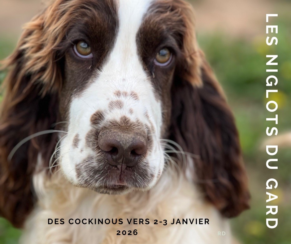 DES COCKINOUS POUR JANVIER 2026