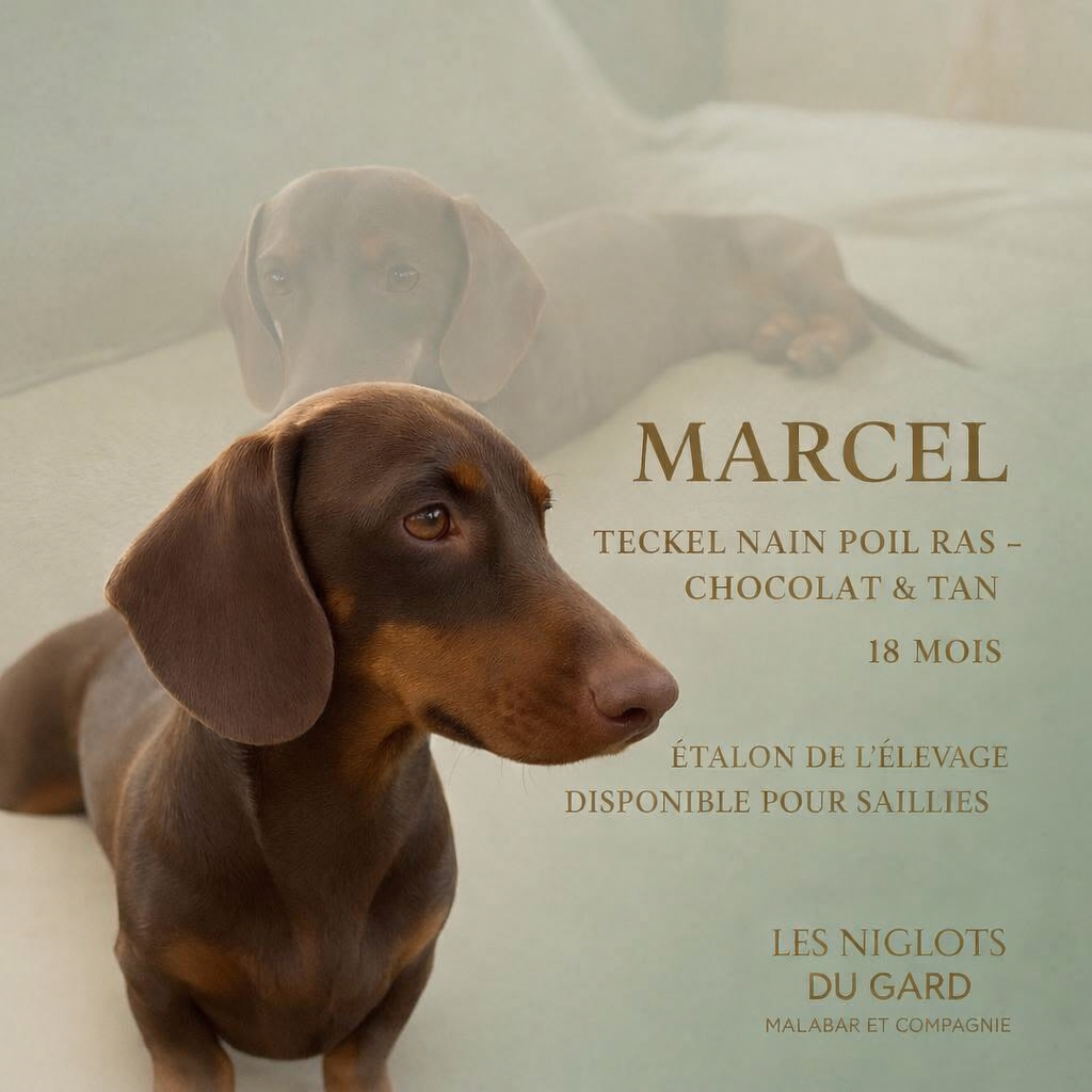 MARCEL
