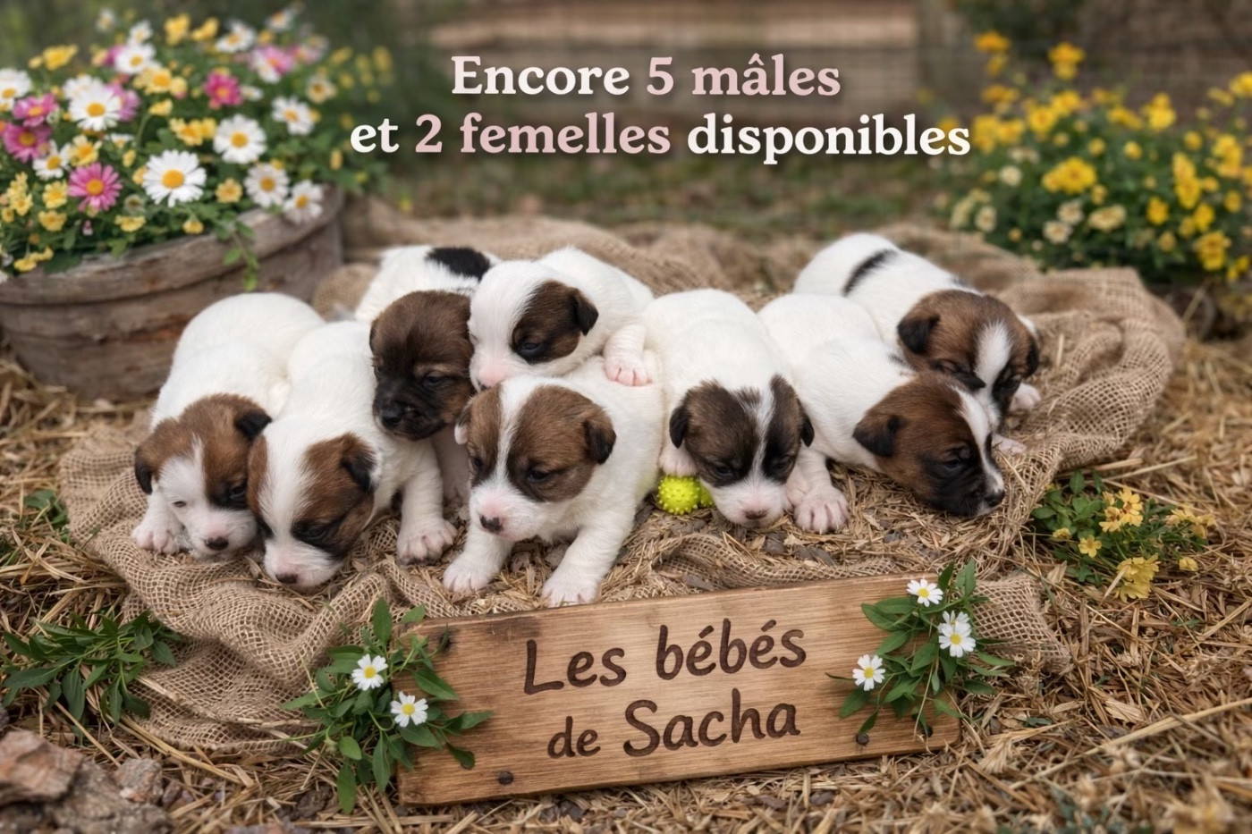 PORTEE DE SACHA 2026