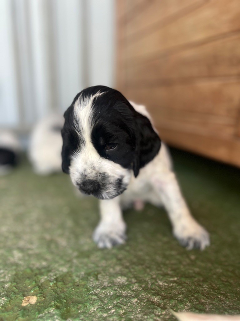 Des Niglots Du Gard - Chiots disponibles - Cocker Spaniel Anglais