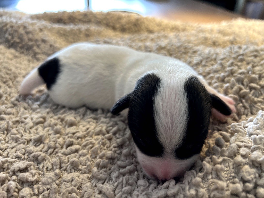 Des Niglots Du Gard - Chiots disponibles - Jack Russell Terrier