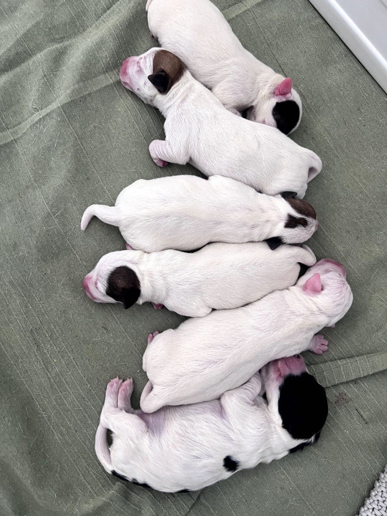 Des Niglots Du Gard - Chiots disponibles - Jack Russell Terrier