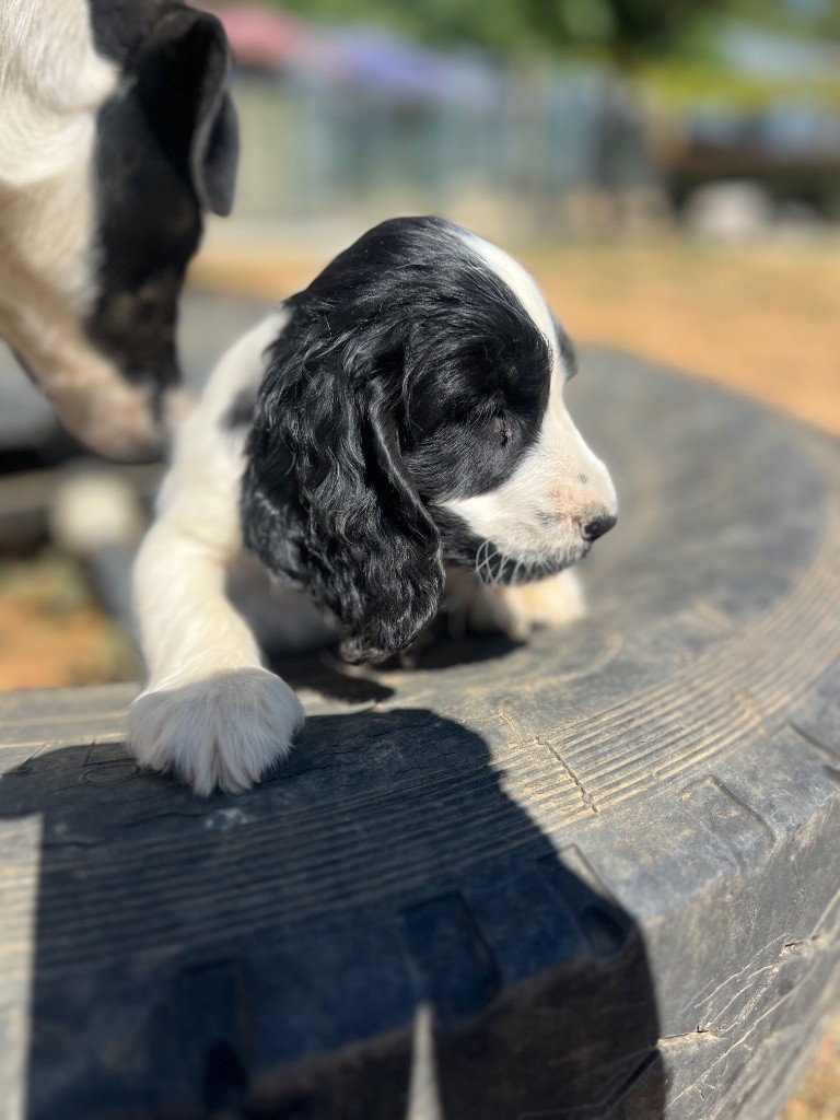 Des Niglots Du Gard - Chiots disponibles - Cocker Spaniel Anglais