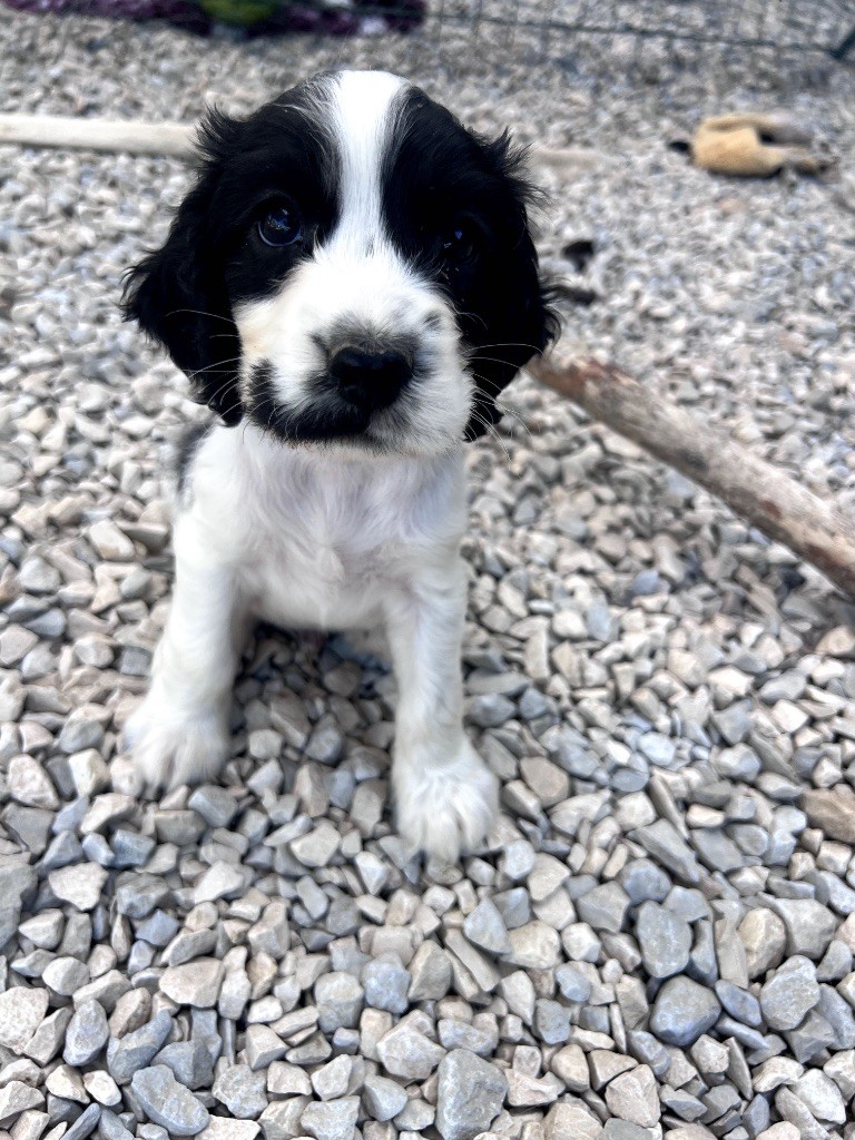 Des Niglots Du Gard - Chiots disponibles - Cocker Spaniel Anglais