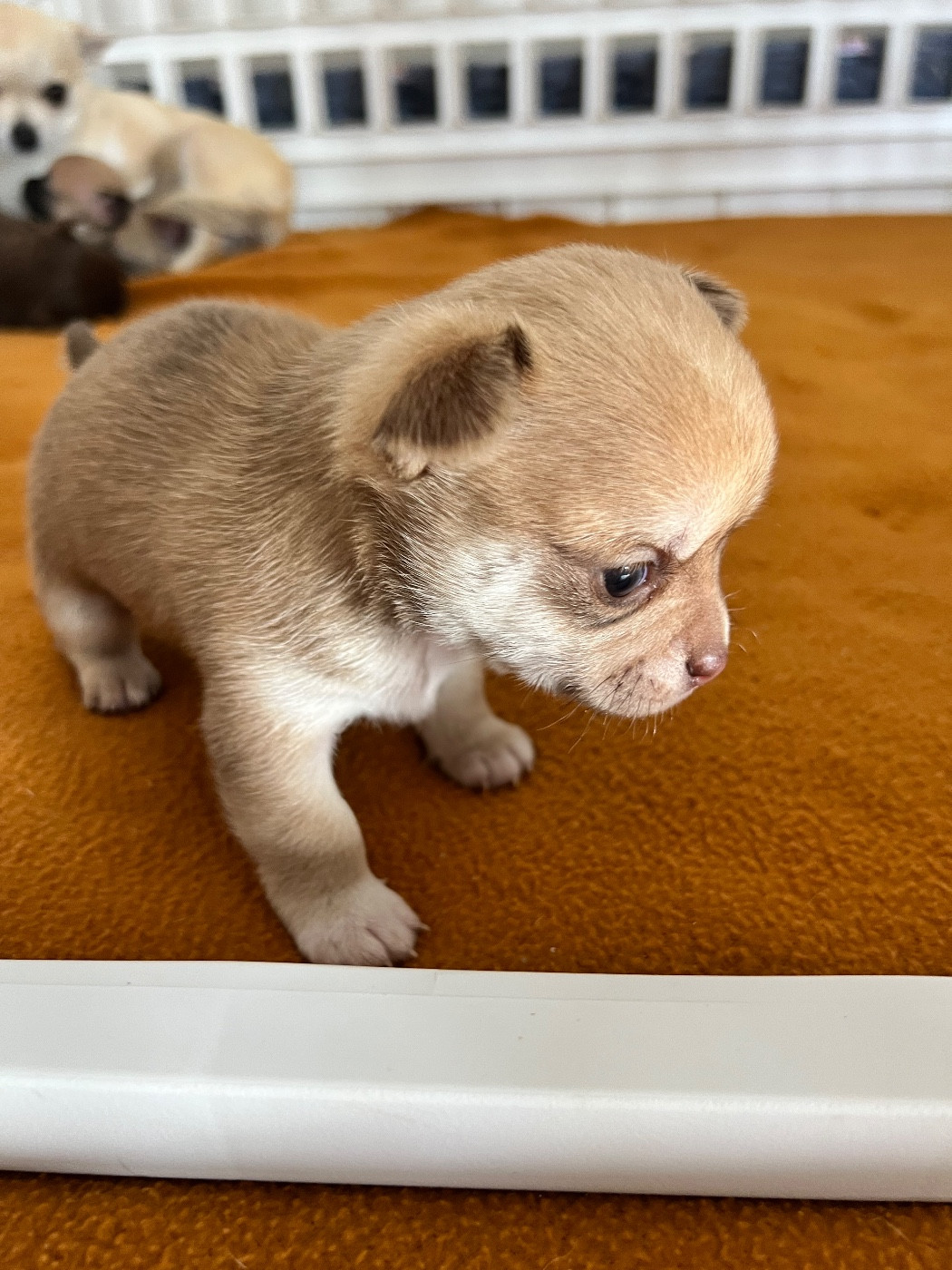 Des Niglots Du Gard - Chiots disponibles - Chihuahua