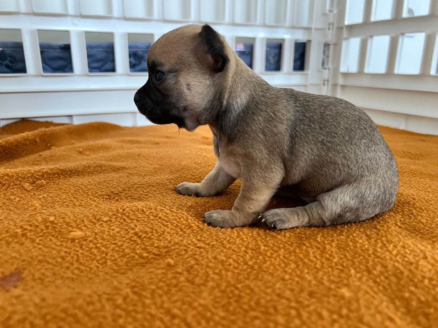 Des Niglots Du Gard - Chiots disponibles - Chihuahua