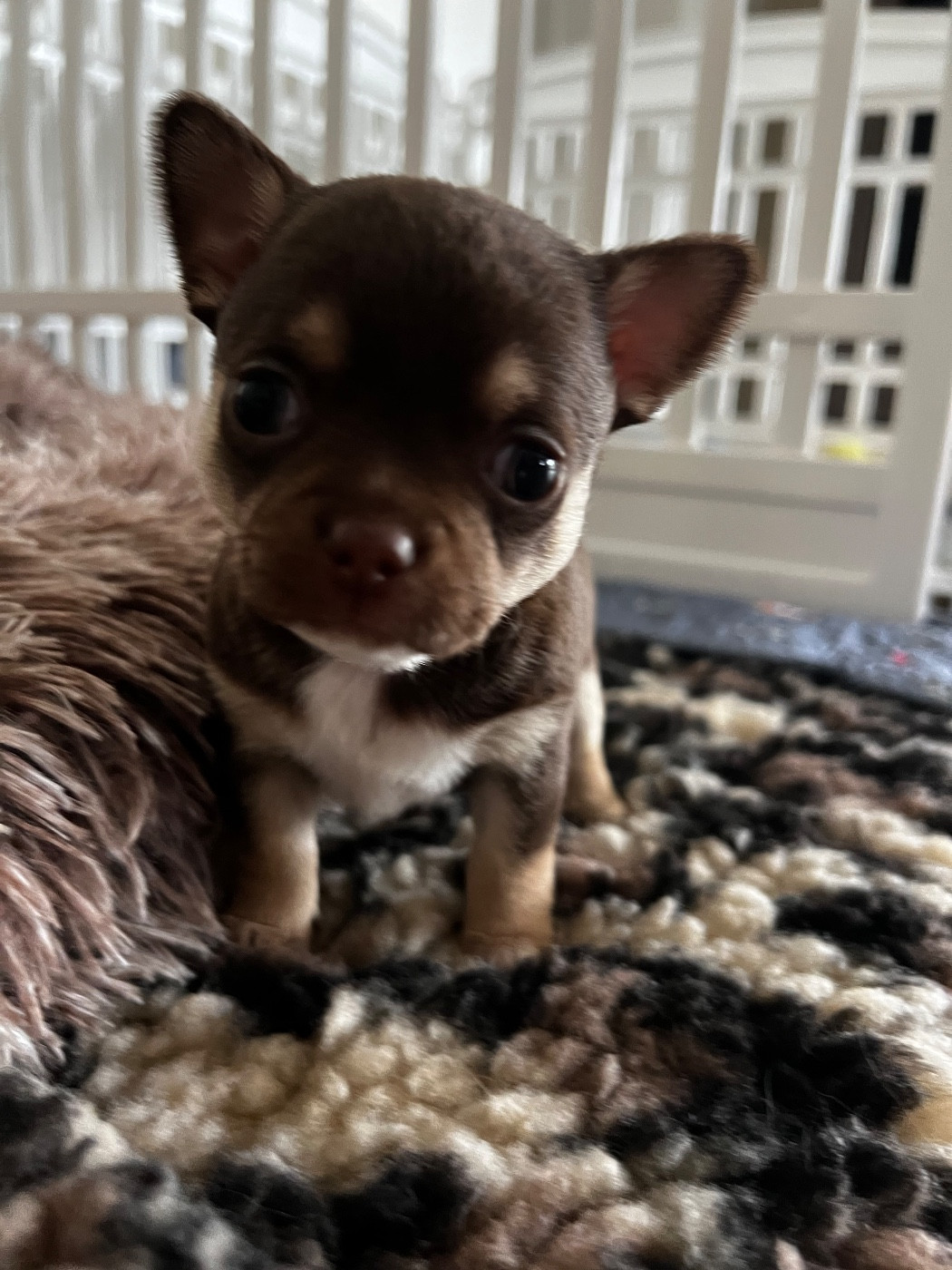Des Niglots Du Gard - Chiots disponibles - Chihuahua