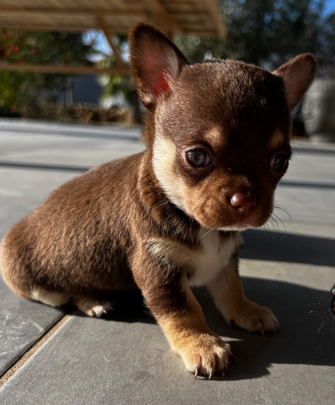 Des Niglots Du Gard - Chiots disponibles - Chihuahua