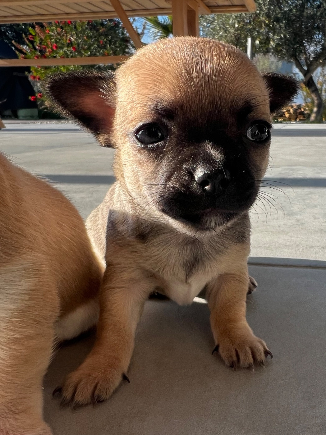 Des Niglots Du Gard - Chiots disponibles - Chihuahua