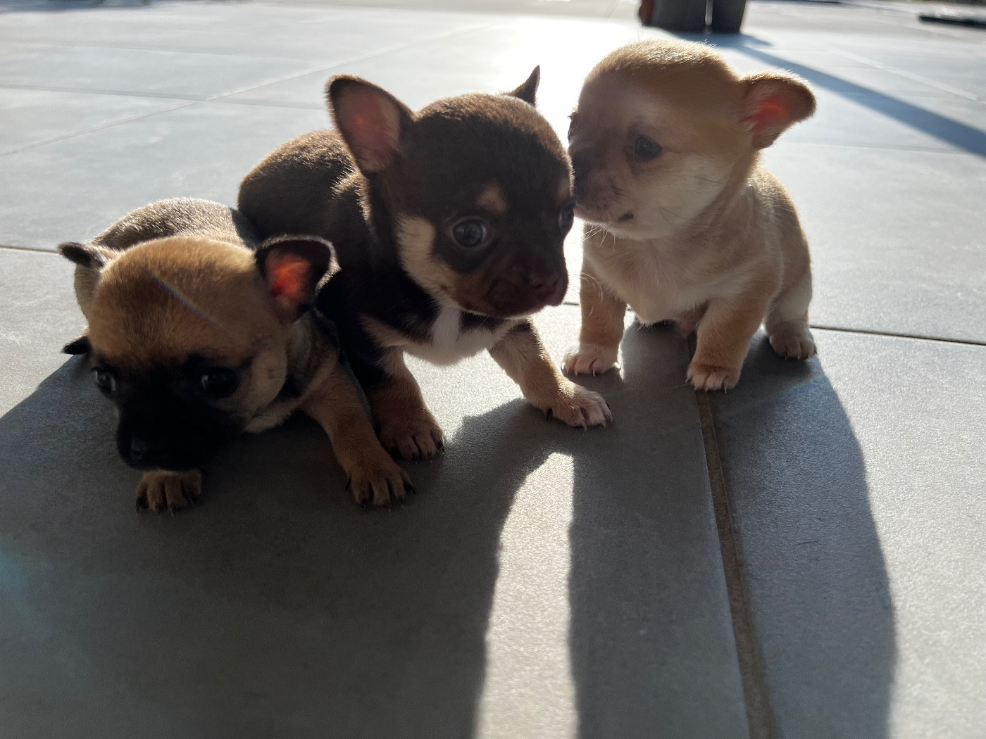 Des Niglots Du Gard - Chihuahua - Portée née le 14/11/2025