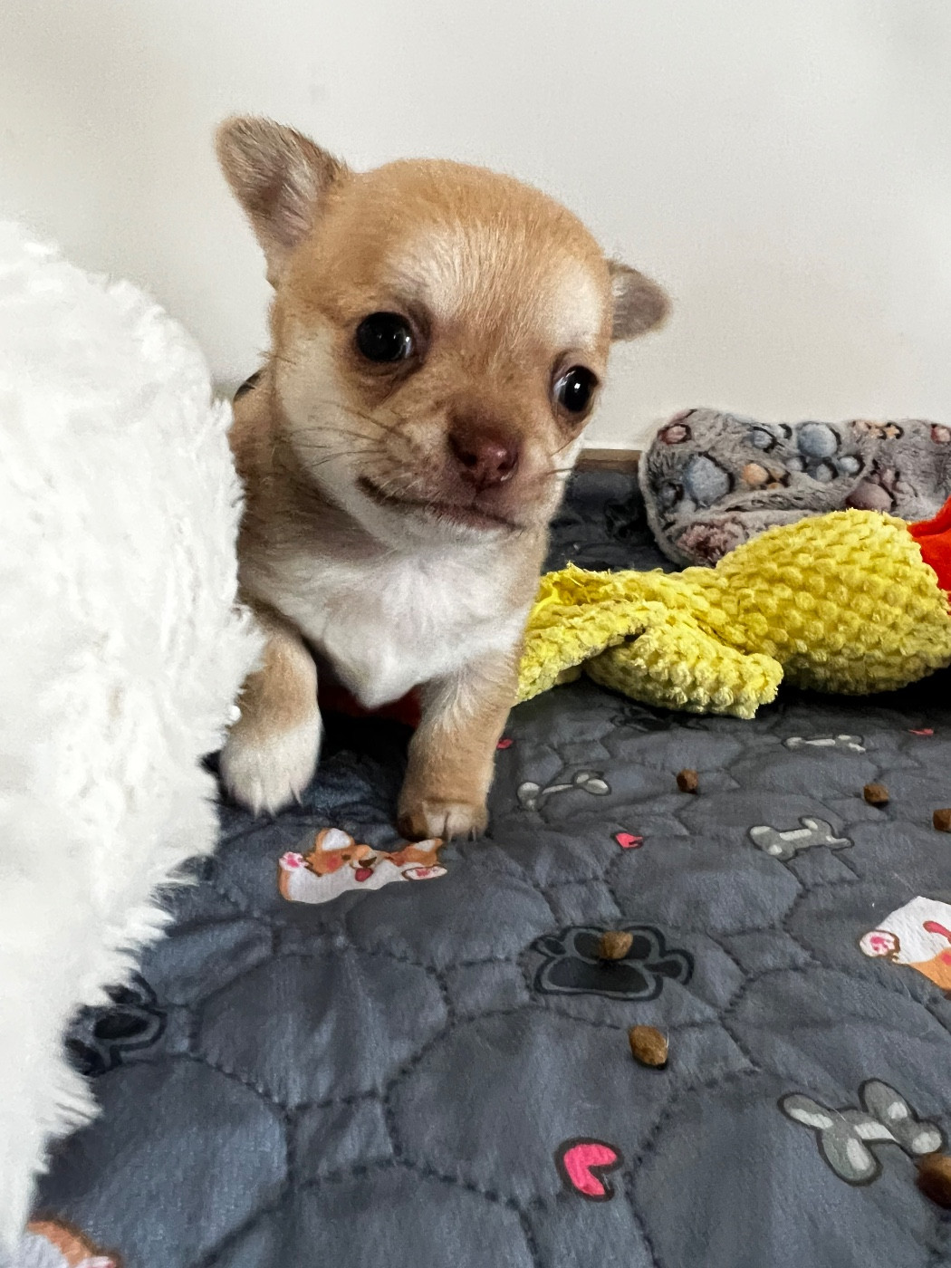 Des Niglots Du Gard - Chiots disponibles - Chihuahua